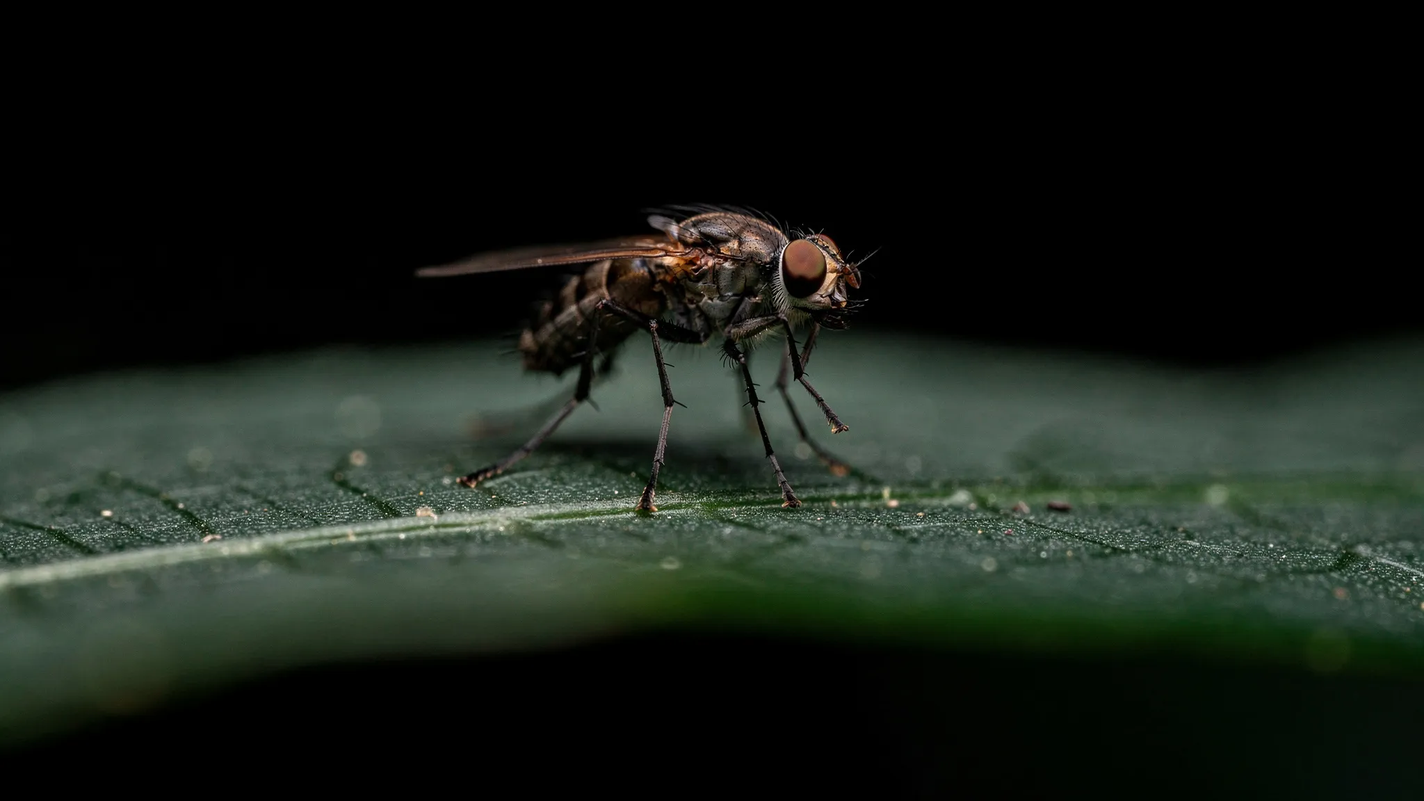 A small fly standing on a dark leaf, its thin jointed legs in sharp focus, lit from the side against a black background.