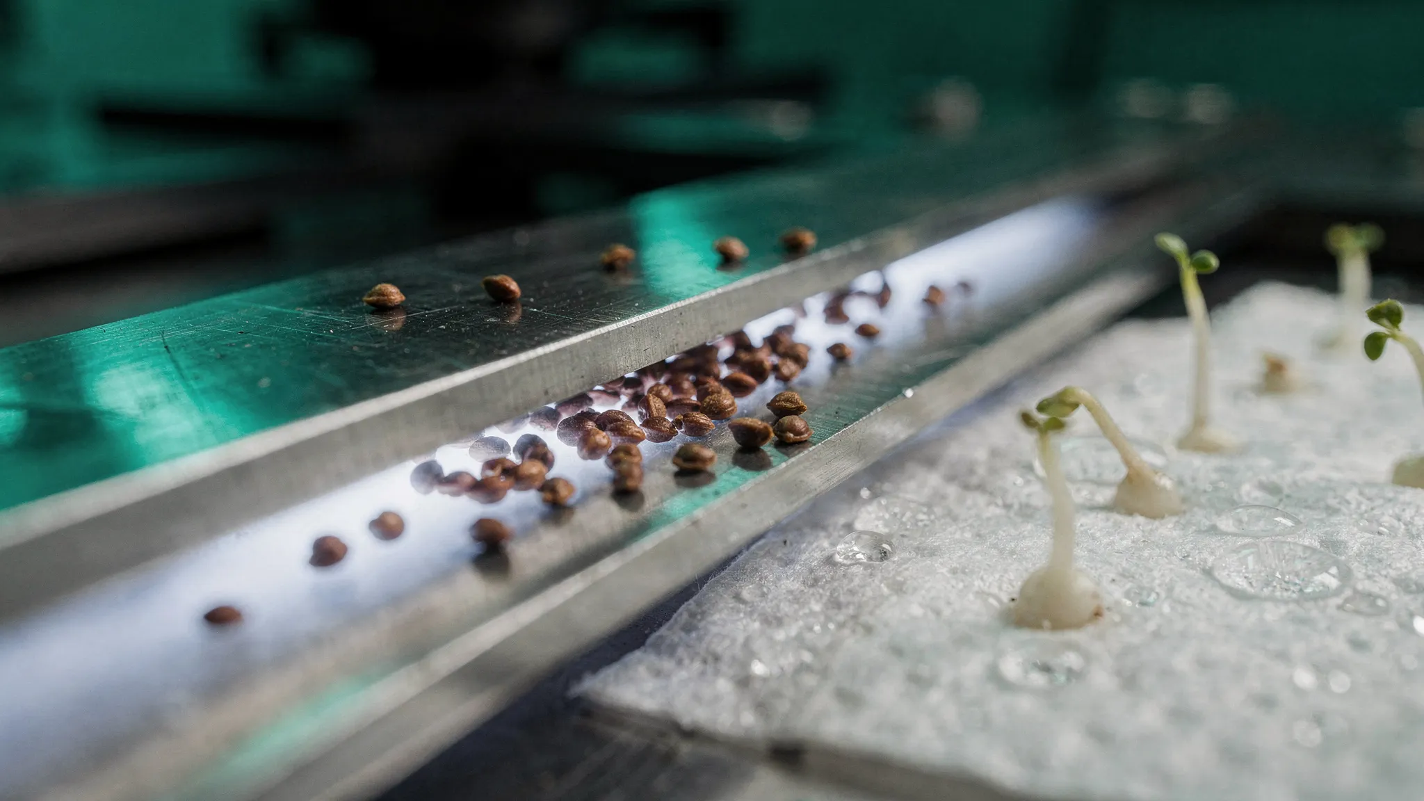 Tiny brown seeds between two flat metal electrodes with a faint plasma glow, a few sprouting seeds nearby on moist paper, green light.